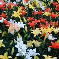 热情的小鱼UP头像