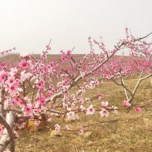 诗意流年头像