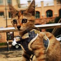 个人自由行头像