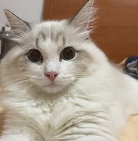 雀阕雀鵲雀阙雀头像