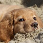 单线程的Citrus的个人资料头像