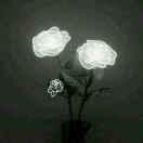 雨的个人资料头像