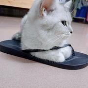 OCEANSIDE的个人资料头像