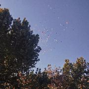 九磅十五便士987的个人资料头像