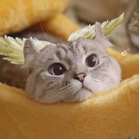 乘风破浪的船帆5H7头像