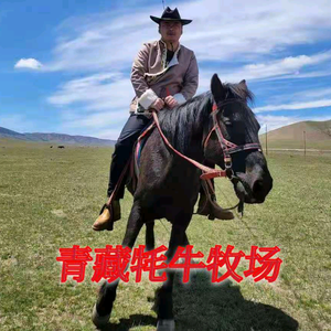 青藏牦牛牧场头像