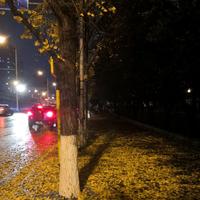 周怕怕怕死头像