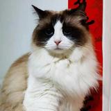 猫猫在吃鱼头像