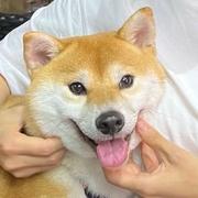 一只小嘎奴的个人资料头像