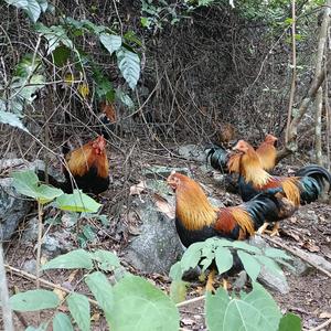 涛哥养土鸡头像