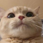 柠檬151的个人资料头像