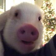 爱学习的猪的个人资料头像