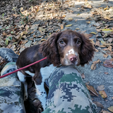 杭州训犬师小张头像