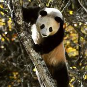 susenh的个人资料头像