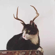 snoweast的个人资料头像