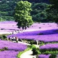 祖国医学的开拓者头像