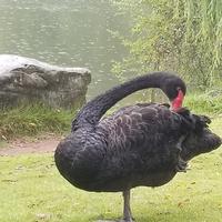 大脸猫Castile头像