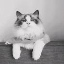 Jonas爱学习的个人资料头像