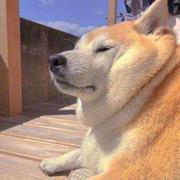 掘土9527的个人资料头像