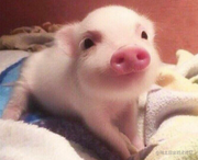 秋君的个人资料头像