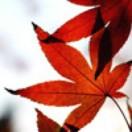 飞涛的个人资料头像