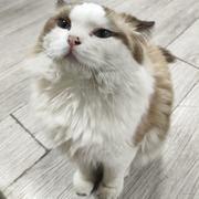 木子山己几的个人资料头像