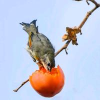 山西鑫润达合成润滑油头像