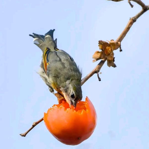 山西鑫润达合成润滑油头像