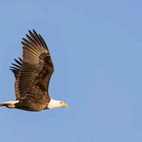 德才兼备微风wDH头像