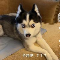 明月与山川头像