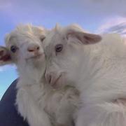 派大星989的个人资料头像