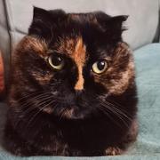 前端搬砖攻城狮的个人资料头像