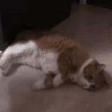 月獭头像