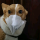 家有一只🐔头像