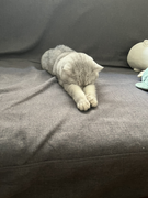 落魄前端找出路的个人资料头像