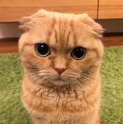 远方有诗的个人资料头像