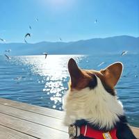 顺义小房东头像