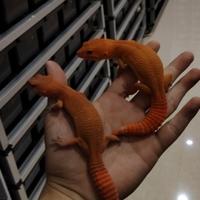 27岁养宠物想买车头像