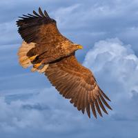 西风雕鹗飞头像