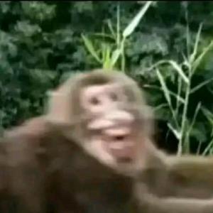 开朗的猴子头像
