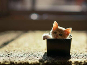 Sally_he的个人资料头像