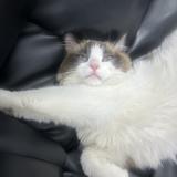 无敌的猫咪大王338头像