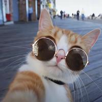 骑着蜗牛拽天下灬头像