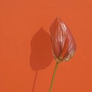 chichichim的个人资料头像