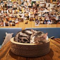 望得到边的月巴头像