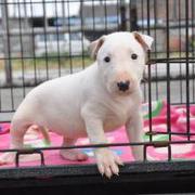 小小_小白的个人资料头像