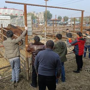 丽阳牲畜市场涛子头像