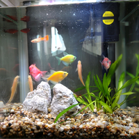 窝窝145316440头像