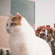 丢剧本的猫的个人资料头像