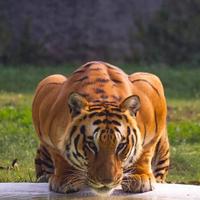 无所畏惧2188头像